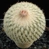 Epithelantha_bokei